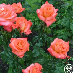 Heirloom Roses Octoberfest™ Online