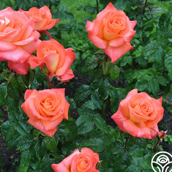 Heirloom Roses Octoberfest™ Online