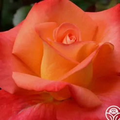 Heirloom Roses Octoberfest™ Online