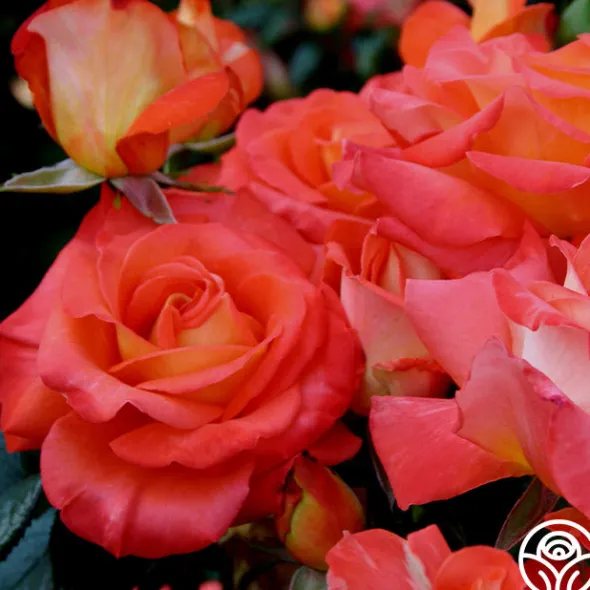 Heirloom Roses Octoberfest™ Online