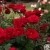 Heirloom Roses Oh My!™ Discount