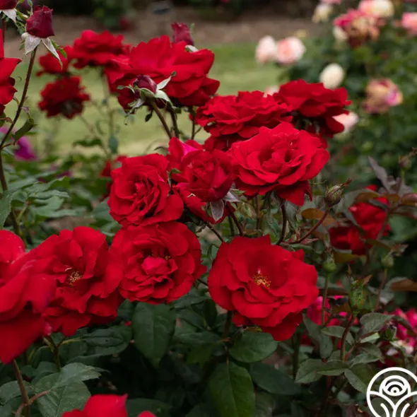Heirloom Roses Oh My!™ Discount