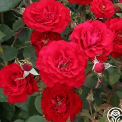 Heirloom Roses Oh My!™ Discount