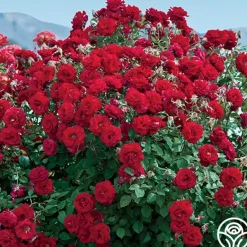Heirloom Roses Oh My!™ Discount