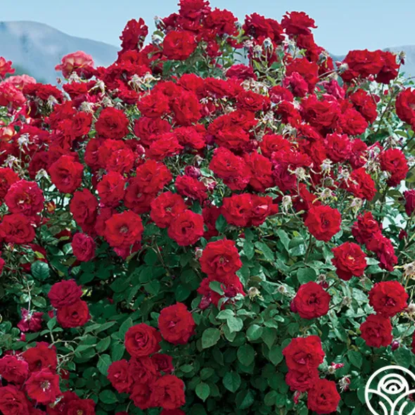 Heirloom Roses Oh My!™ Discount