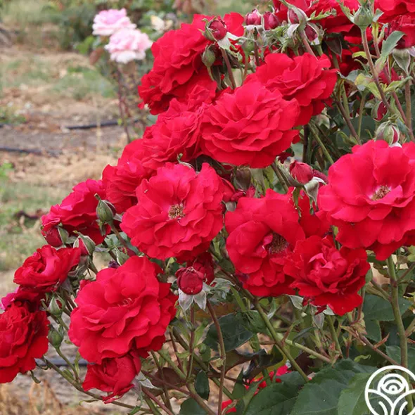Heirloom Roses Oh My!™ Discount