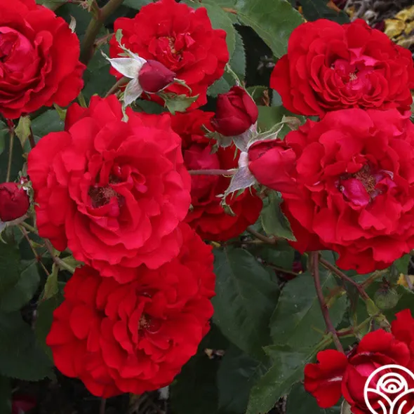 Heirloom Roses Oh My!™ Discount