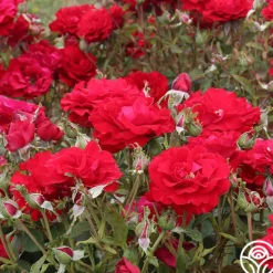 Heirloom Roses Oh My!™ Discount
