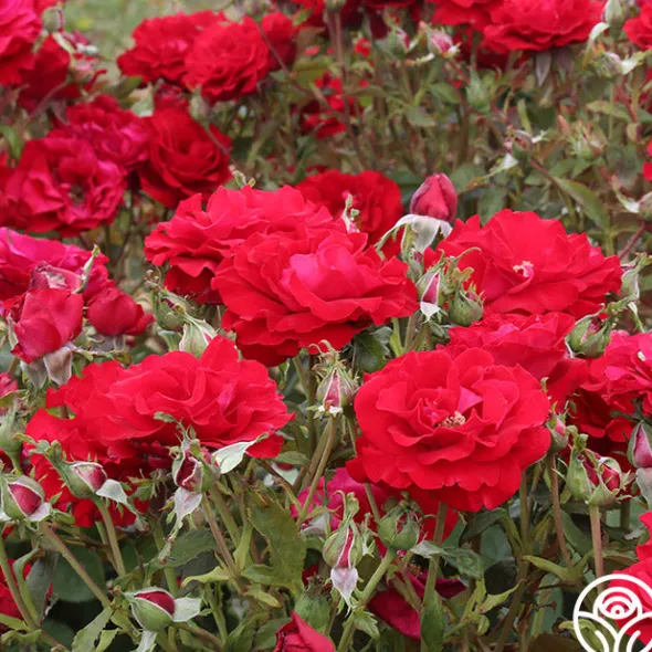 Heirloom Roses Oh My!™ Discount