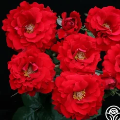 Heirloom Roses Oh My!™ Discount