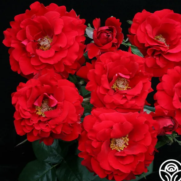 Heirloom Roses Oh My!™ Discount