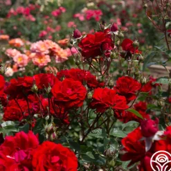 Heirloom Roses Oh My!™ Discount