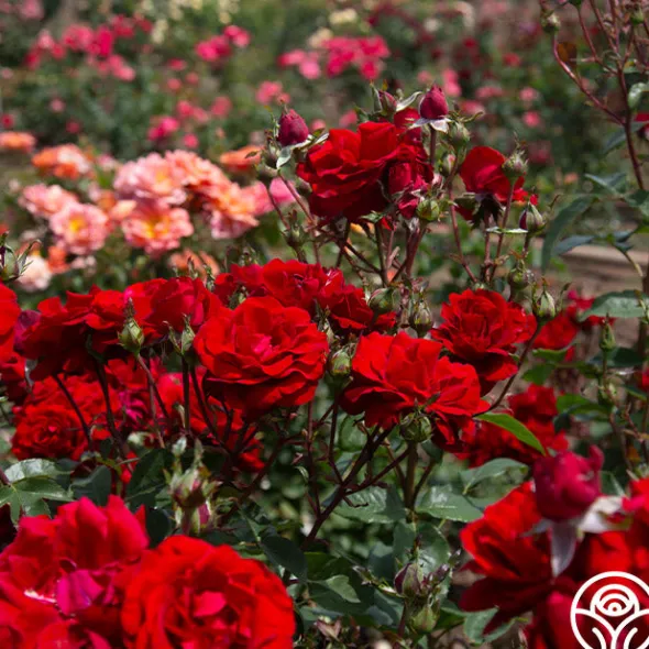Heirloom Roses Oh My!™ Discount