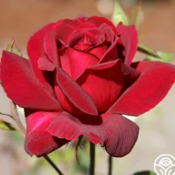 Heirloom Roses Oklahoma Best