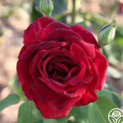 Heirloom Roses Oklahoma Best