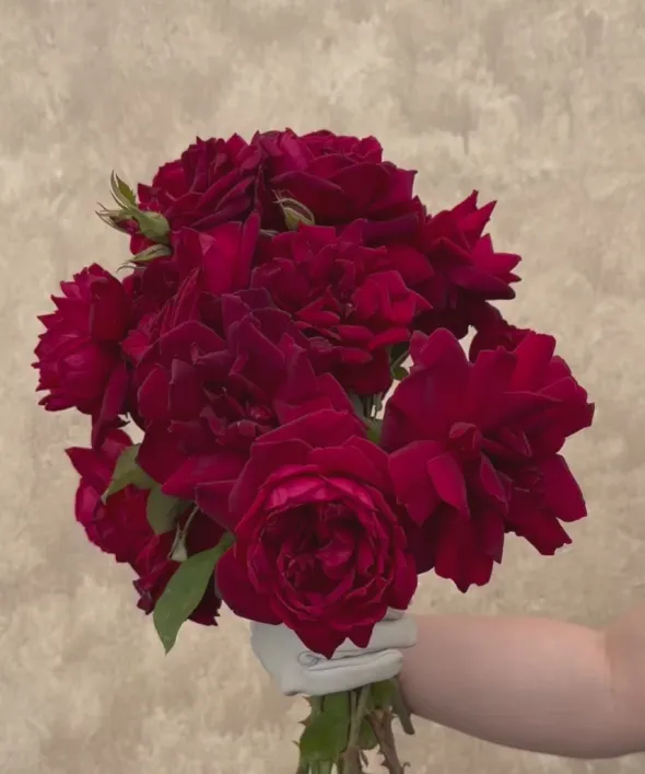 Heirloom Roses Oklahoma Best