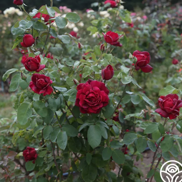Heirloom Roses Oklahoma Best
