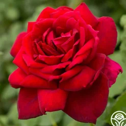 Heirloom Roses Oklahoma Best