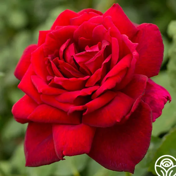 Heirloom Roses Oklahoma Best