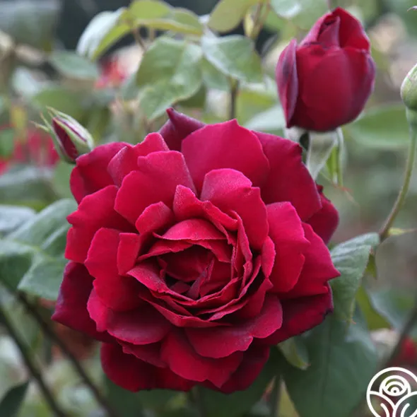 Heirloom Roses Oklahoma Best