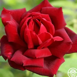 Heirloom Roses Oklahoma Best