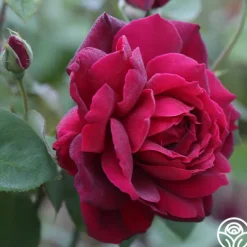 Heirloom Roses Oklahoma Best