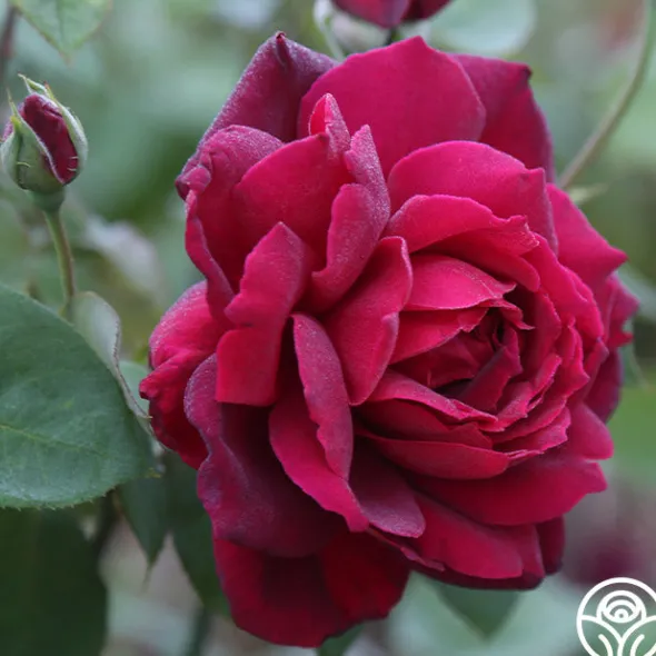 Heirloom Roses Oklahoma Best
