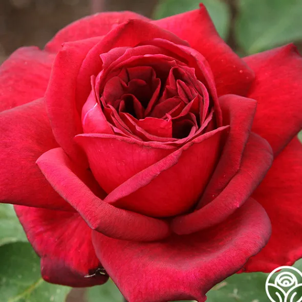 Heirloom Roses Oklahoma Best