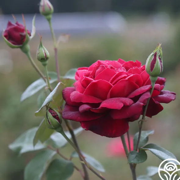 Heirloom Roses Oklahoma Best