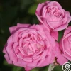 Heirloom Roses Old Blush Clearance