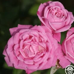 Heirloom Roses Old Blush Clearance