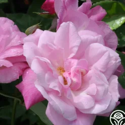 Heirloom Roses Old Blush Clearance