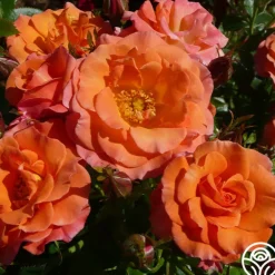 Heirloom Roses Old John™