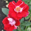 Heirloom Roses Old Master Clearance