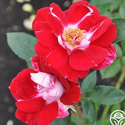 Heirloom Roses Old Master Clearance