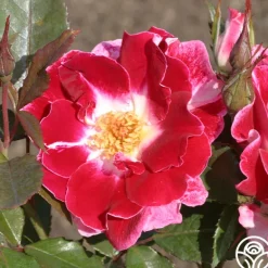 Heirloom Roses Old Master Clearance