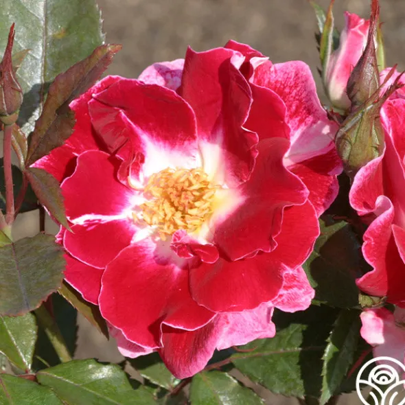 Heirloom Roses Old Master Clearance