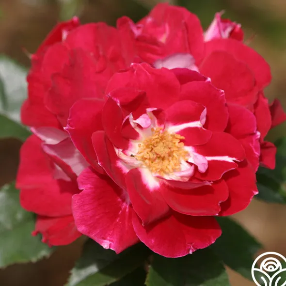 Heirloom Roses Old Master Clearance