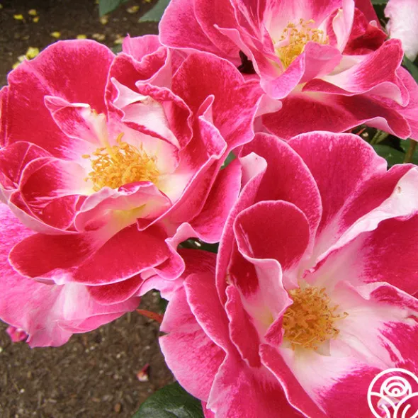 Heirloom Roses Old Master Clearance
