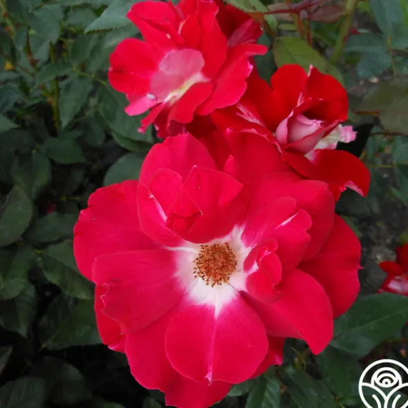 Heirloom Roses Old Master Clearance
