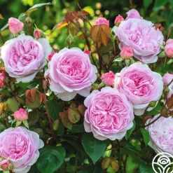 Heirloom Roses Olivia Rose Austin Clearance