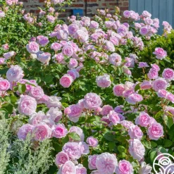 Heirloom Roses Olivia Rose Austin Clearance