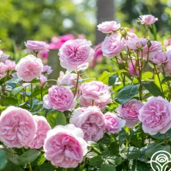 Heirloom Roses Olivia Rose Austin Clearance