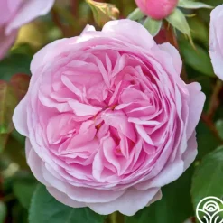 Heirloom Roses Olivia Rose Austin Clearance