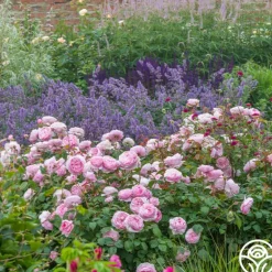 Heirloom Roses Olivia Rose Austin Clearance