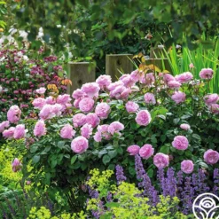 Heirloom Roses Olivia Rose Austin Clearance