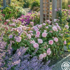 Heirloom Roses Olivia Rose Austin Clearance