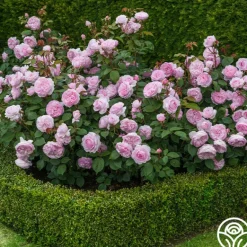 Heirloom Roses Olivia Rose Austin Clearance