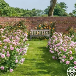 Heirloom Roses Olivia Rose Austin Clearance