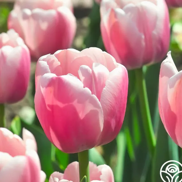 Heirloom Roses Ollioules Online